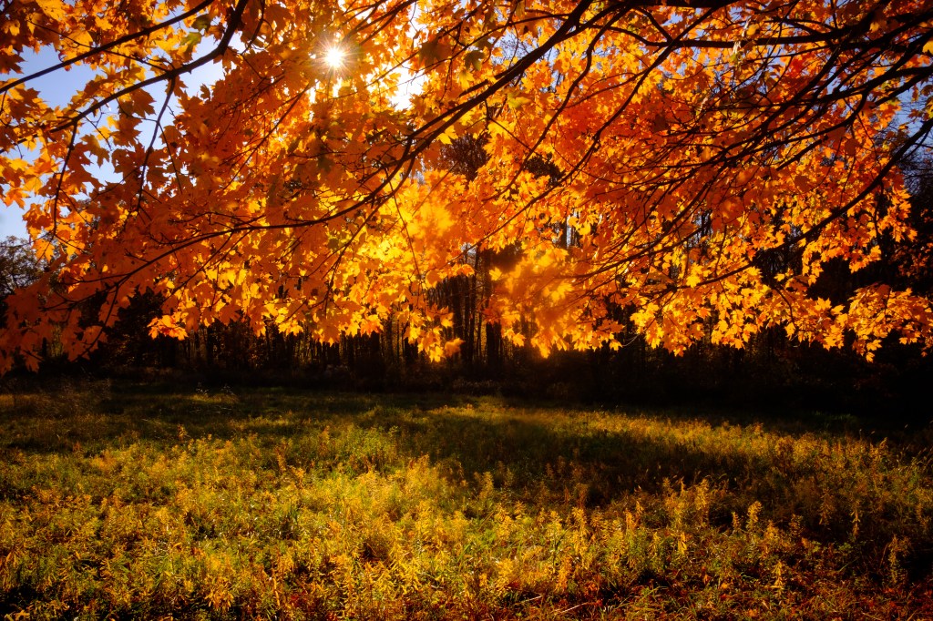 Afternoon sun shining on a maple tree with orange leaves at the Storm King Art Center in New Windsor, NY during the fall season