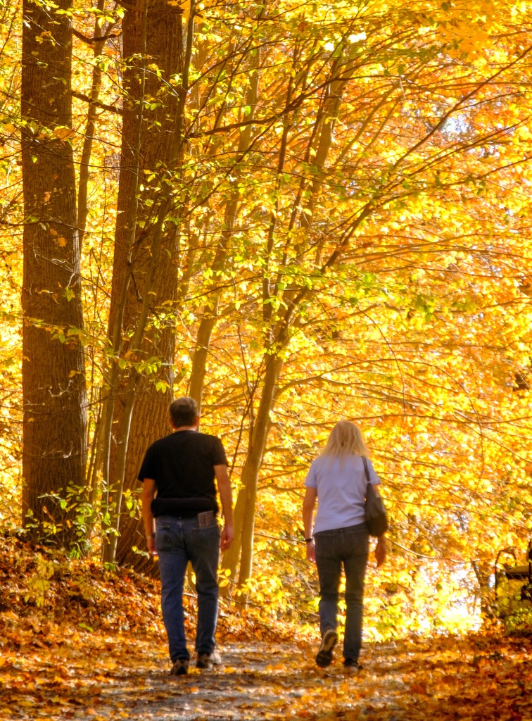 A couple walking on a path through the North Woods at Storm King Art Center during fall with a background of trees and leaves